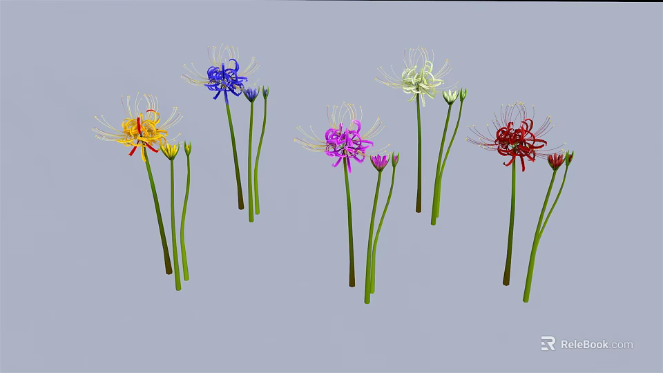 Colorful Spider Lilies in Yellow Blue White Purple Red with Slender Petals and Green Stems 3d model 
