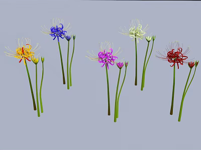 Colorful Spider Lilies in Yellow Blue White Purple Red with Slender Petals and Green Stems 3d model