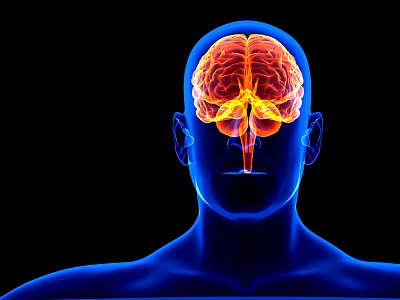 Human Head Brain Organ Anatomy Showing Detailed Structure With Colored Highlights 3d model