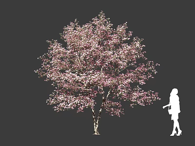 Tall Tree With Pink Blossoms And Female Silhouette Against Dark Backdrop 3d model