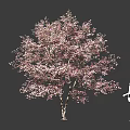 Tall Tree With Pink Blossoms And Female Silhouette Against Dark Backdrop