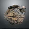 Unique Wood Stone With Organic Detailed Natural Texture And Raw Material Look