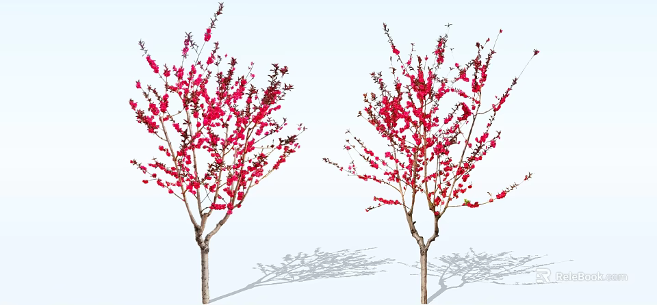 Two Flowering Arbor Trees With Red Blossoms Branch Shadows On White Background 3d model 