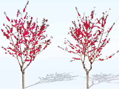 Two Flowering Arbor Trees With Red Blossoms Branch Shadows On White Background 3d model