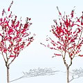 Two Flowering Arbor Trees With Red Blossoms Branch Shadows On White Background