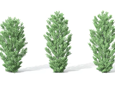 pine tree 3d model pine tree 3d model