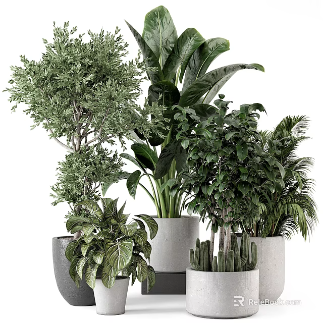 Bonsai Potted Plants With Diverse Green Foliage And Stylish Planters For Indoor Decor 3d model 