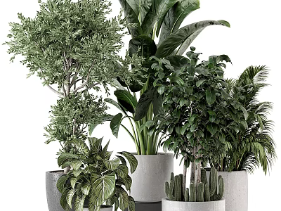 Bonsai Potted Plants With Diverse Green Foliage And Stylish Planters For Indoor Decor 3d model