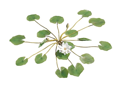 modern water lily lilac water lily aquatic plant 3d model