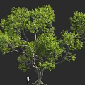 Large Tree with Lush Foliage and Thick Trunk in 3D Rendering with Small Figure 3d model