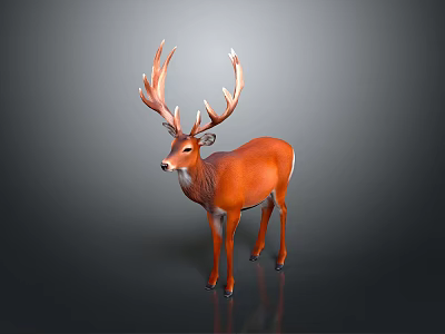Majestic Brown Deer With Impressive Large Antlers Standing On Gray Background 3d model