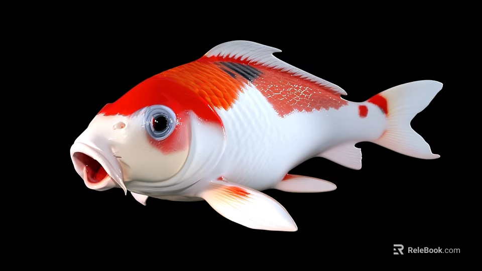 Vibrant Red And White Koi Fish Swimming In Freshwater Aquarium Tank 3d model 