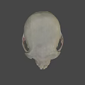 Detailed Human Skull Side View With Visible Teeth And Cranial Structure 3d model