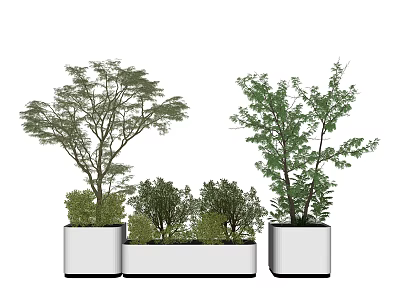 Bonsai Potted Plants in White Pots with Tall Trees and Small Shrubs 3d model