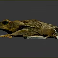 Golden Toad with Textured Skin and Large Eyes Sitting on Dark Background