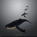 Large Blue Whale Swimming With Dolphins And Shark In Natural Ocean Habitat