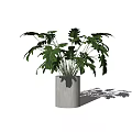 Lush Green Bonsai Potted Plant With Broad Leaves In Cement Pot