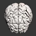 Detailed 3D Rendering of Human Brain Anatomy With Pinkish Gray Texture