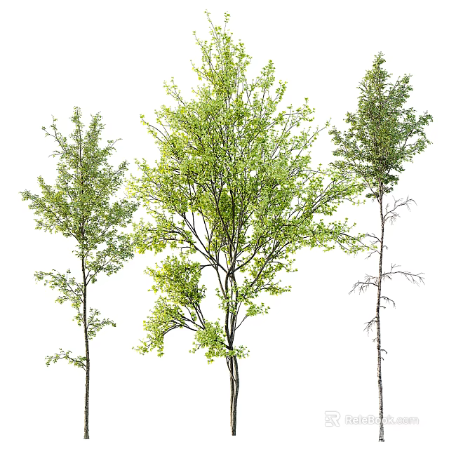 Three Different Trees with Lush Green Leaves Slender Trunks and Natural Branches 3d model 