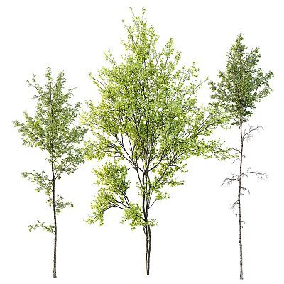 Three Different Trees with Lush Green Leaves Slender Trunks and Natural Branches 3d model