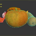Fresh Orange Pumpkin Fruit Display With Other Gourds On Dark Background