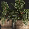 Two Woven Texture Planters With Large Green Palm Leaf Potted Plants