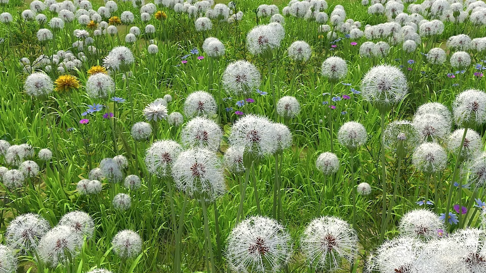 Beautiful White Fluffy Flowers Blooming In Green Grass With Colorful Small Flowers In Natural Meadow 3d model 