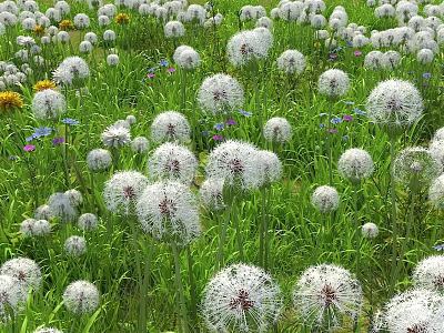 Beautiful White Fluffy Flowers Blooming In Green Grass With Colorful Small Flowers In Natural Meadow 3d model