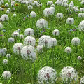 Beautiful White Fluffy Flowers Blooming In Green Grass With Colorful Small Flowers In Natural Meadow