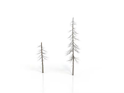 Two Leafless Dry Trees Standing Isolated Against Minimalist White Background 3d model