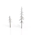 Two Leafless Dry Trees Standing Isolated Against Minimalist White Background