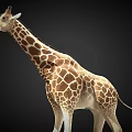 Realistic Giraffe 3D Model With Brown White Spots And Long Neck Standing On Black Background