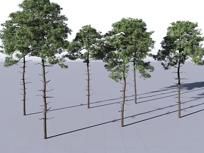 Pine Trees With Slender Trunks Lush Green Foliage On White Background Grid Ground And Shadows 3d model