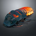 Black and orange cockroach with striking color pattern and detailed body texture