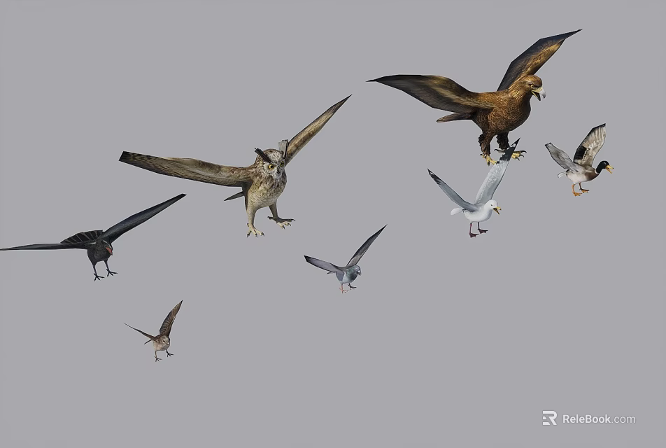 Various types of flying animals such as birds in flight on gray background 3d model 