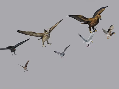 Various types of flying animals such as birds in flight on gray background 3d model Various types of flying animals such as birds in flight on gray background 3d model