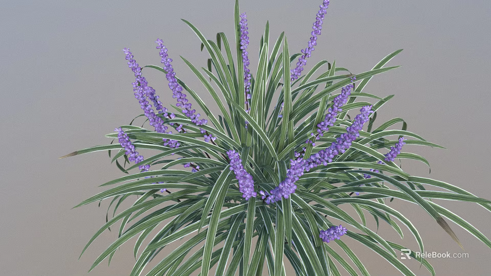 Decorative Plant With Green Leaves White Stripes And Purple Flower Spikes 3d model 
