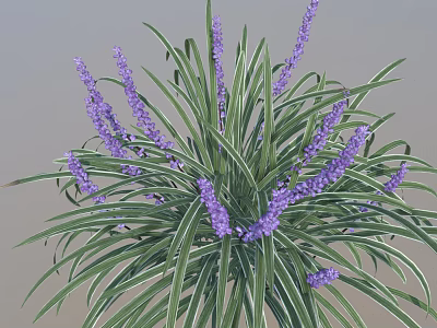 Decorative Plant With Green Leaves White Stripes And Purple Flower Spikes 3d model