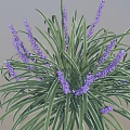 Decorative Plant With Green Leaves White Stripes And Purple Flower Spikes