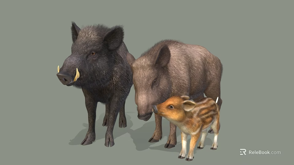 Three Reptiles of Different Sizes with Varied Color Patterns and Textures 3d model 