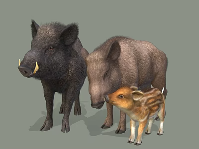 Three Reptiles of Different Sizes with Varied Color Patterns and Textures 3d model