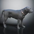 Gray Labrador Dog Wearing Brown Collar With Metal Buckle Standing On Black Shiny Surface