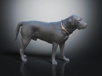 Gray Labrador Dog Wearing Brown Collar With Metal Buckle Standing On Black Shiny Surface 3d model