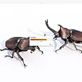 Two Rhinoceros Beetles As Flying Animals With Large Horns And Dark Shells On White Background