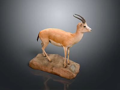 Gazelle Taxidermy Mount Standing On Natural Stone Base In Studio 3d model