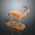 Gazelle Taxidermy Mount Standing On Natural Stone Base In Studio