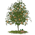 Fruit Bearing Arbor With Ripe Fruits And Basket On Green Grass Under Blue Sky