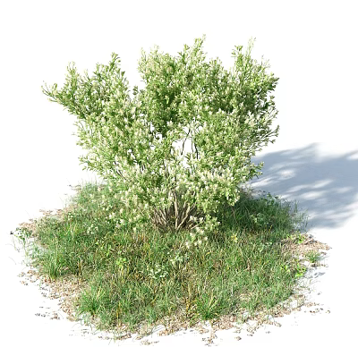 modern shrub thick plum shrub 3d model