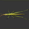 Green Grasshopper With Slender Body Long Antennae And Hind Legs On Dark Background With Reflection