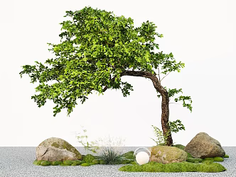 Modern landscape tree Taxus chinensis shape oblique floating tree courtyard tree 3d model